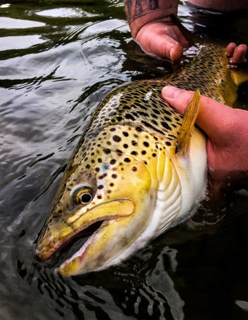 Fishing Report - July 20, 2017