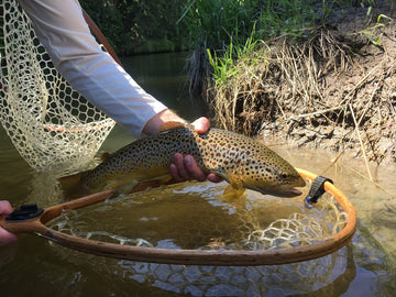 Fishing Report - June 5, 2017