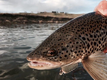 Fishing Report - May 5, 2017