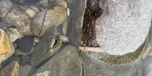 Water Report - July 7th, 2023