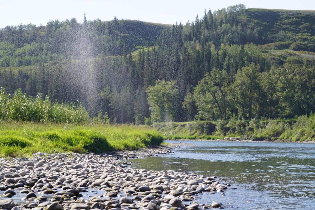 Mid-August River Report