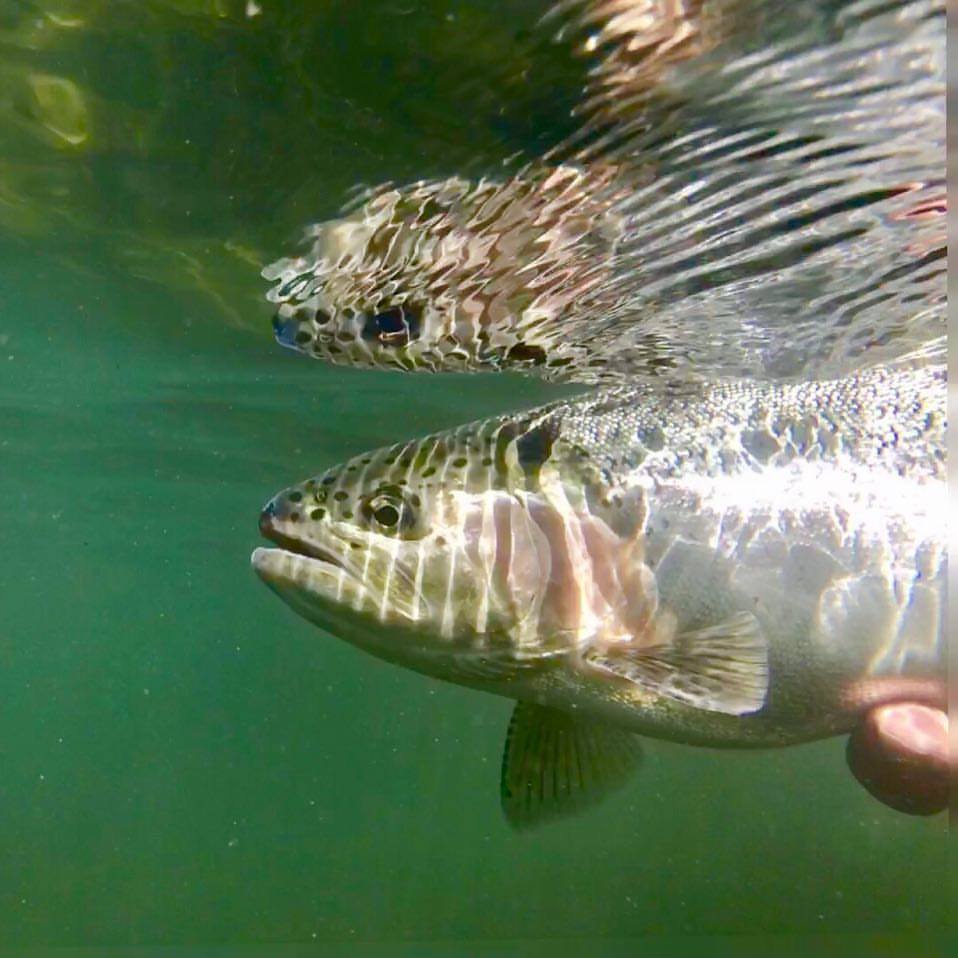 Warm Water Temperatures and Fishing (2015 blog post)