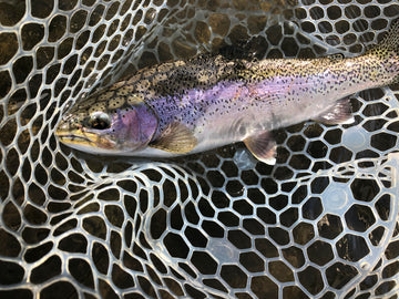 River Report - October 8, 2018