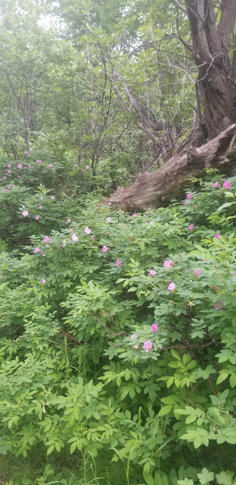 Water Report - Mountain Streams focus