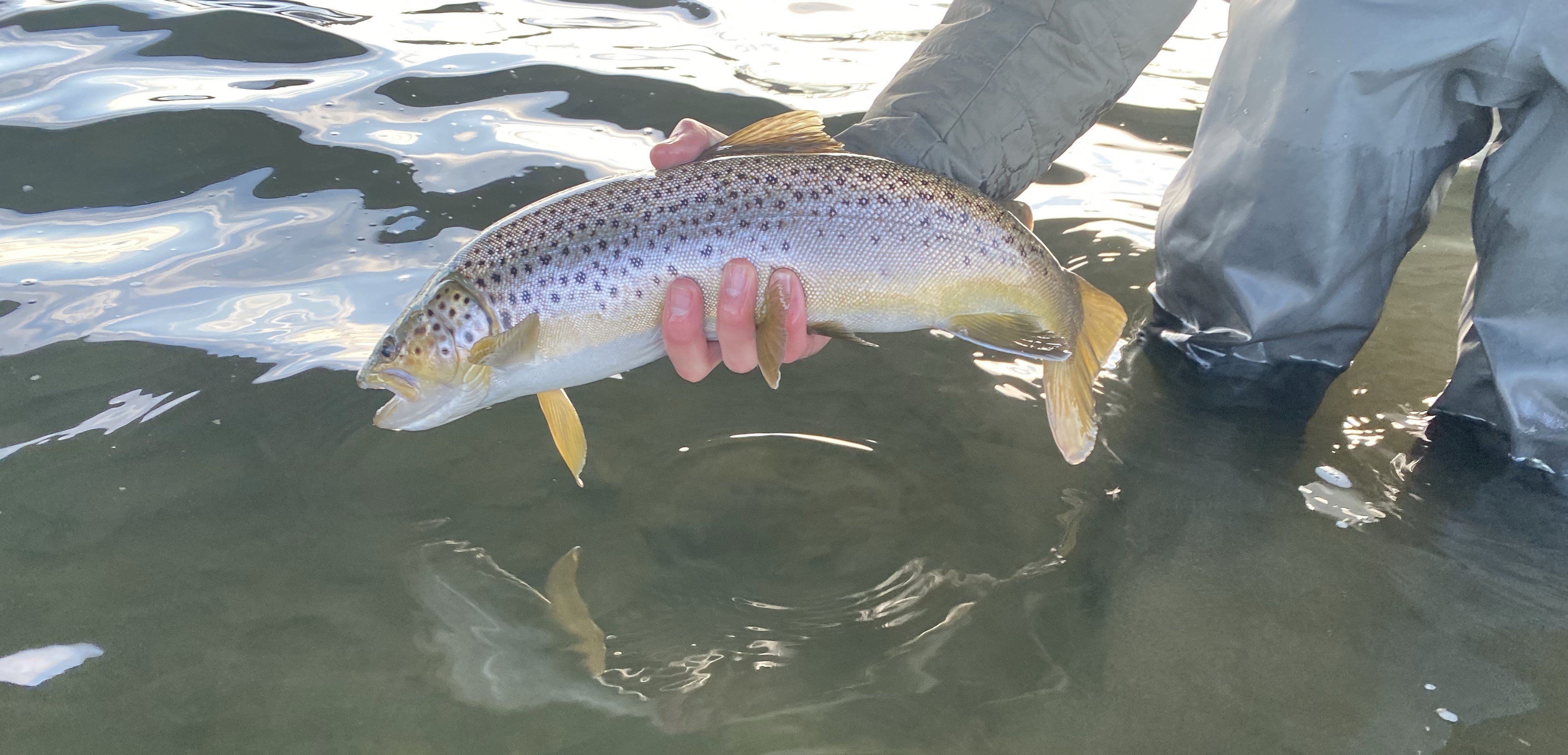 BOW RIVER REPORT - MARCH 1, 2024 – Fish Tales Fly Shop