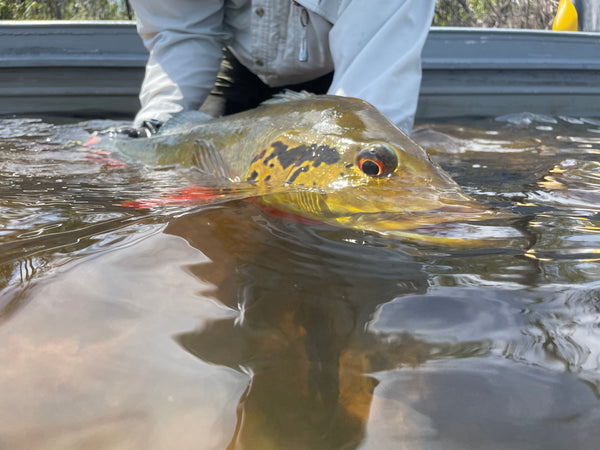 Flies By Species - All Peacock Bass Flies