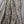 Whiting Farms Hebert Miner Rooster Full Saddle