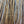 Whiting Farms Hebert Miner Rooster Full Saddle