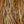 Whiting Farms Hebert Miner Rooster Full Saddle