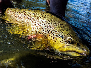 A person holding a large brown trout in the water.