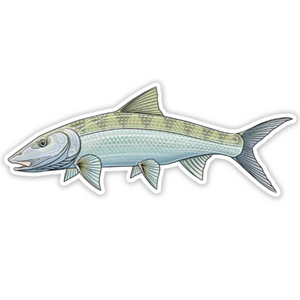 A Casey Underwood vinyl decal of a bonefish, against a white background.