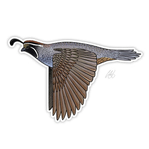 Casey Underwood decal Caifornia quail on a white background.