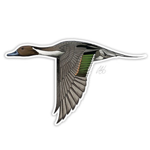 Casey Underwood northern pintail duck decal on a white background.
