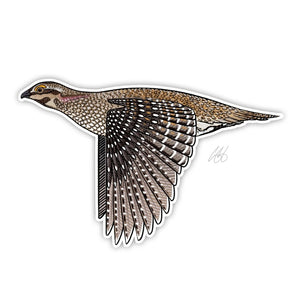 Casey Underwood sharp tailed grouse decal on a white background.