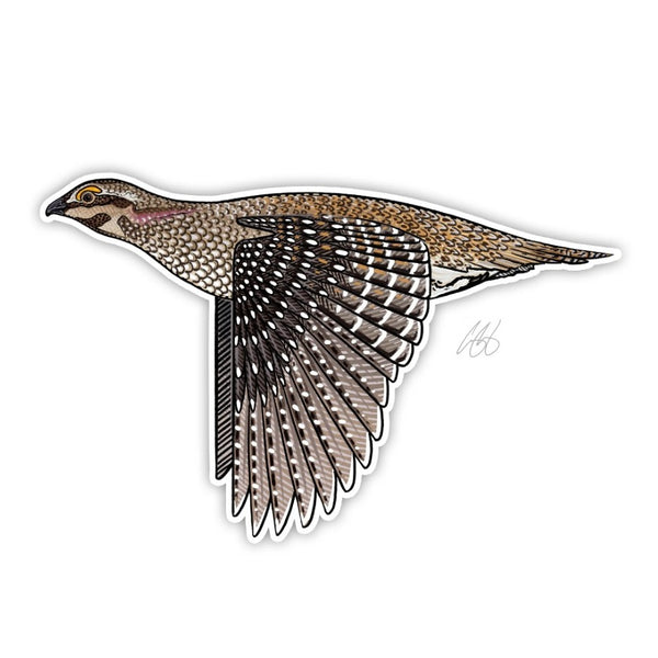 Casey Underwood sharp tailed grouse decal on a white background.