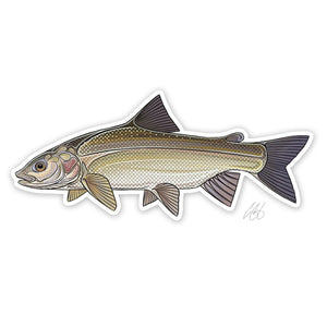 Casey Underwood whitefish decal on a white background.