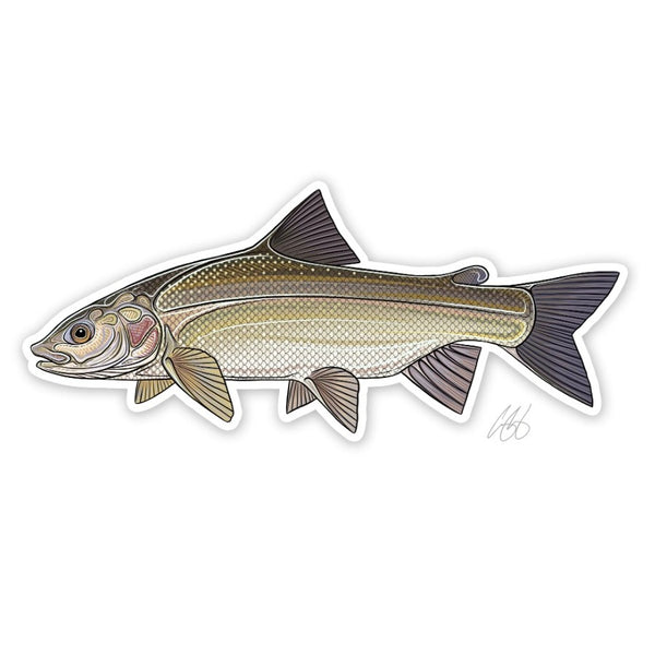 Casey Underwood whitefish decal on a white background.