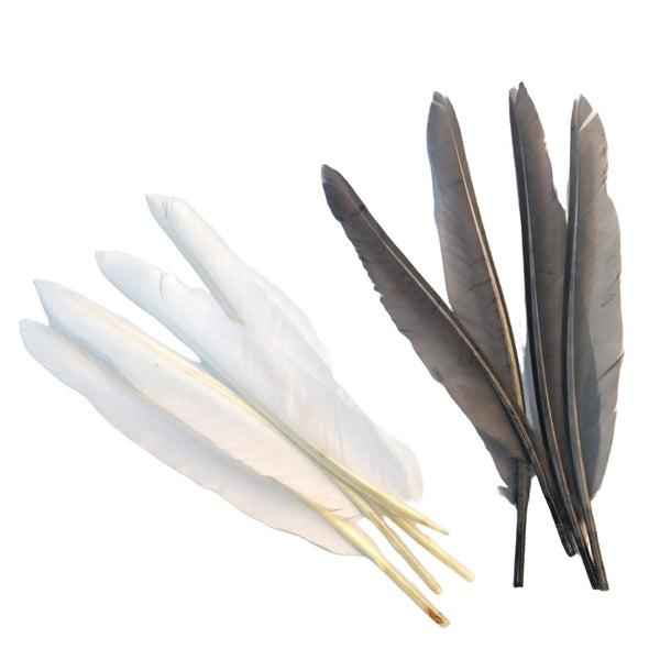 4 white and 4 grey dun duck quill feathers for fly tying on white background