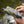 Fish Tales Traction Fly Box