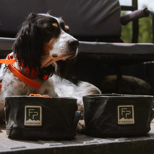 Setter dog on a truck tailgate with the   Duskwood Fishpond Bow Wow Travel Food and Water Bowls outdoors.