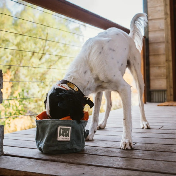 Setter dog eating from the Duskwood Fishpond Bow Wow Travel Food Bowl on a deck.