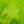 Wapsi Strung Blood Quill Marabou Feathers
