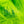 Wapsi Strung Blood Quill Marabou Feathers