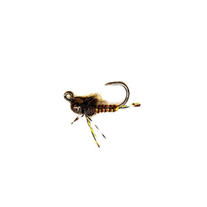 A Coral Snake Jig nymph fly featuring a multicolored body and buggy collar tied with a black nickel bead and jig hook, on a white background.