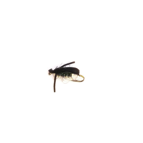 A black Wagler's Boatman fly on a white background.