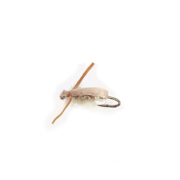 A tan Wagler's Boatman fly on a white background.