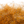 A close-up image of Senyo's Dirty Bird Dubbing, in dog puke gold color showcasing a mix of marabou and synthetic fibers with hints of flash.