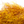 A close-up image of Senyo's Dirty Bird Dubbing, in JJ colors (yellow and brown) showcasing a mix of marabou and synthetic fibers with hints of flash.