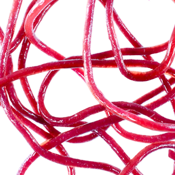 Strands of wine colored MFC Trina's Squirm Material for fly tying on a white background.