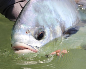 A person holding a large permit in the water.