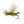 Rio Flies Skater Tot Foam Dry Fly