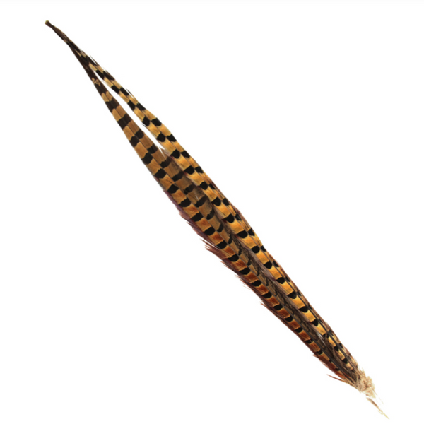 Shor Ring Necked Pheasant Tail Feathers