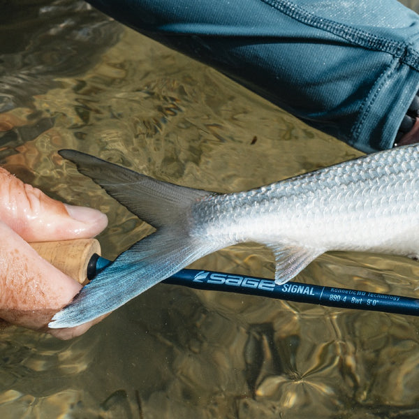 Sage Signal Saltwater Fly Rod