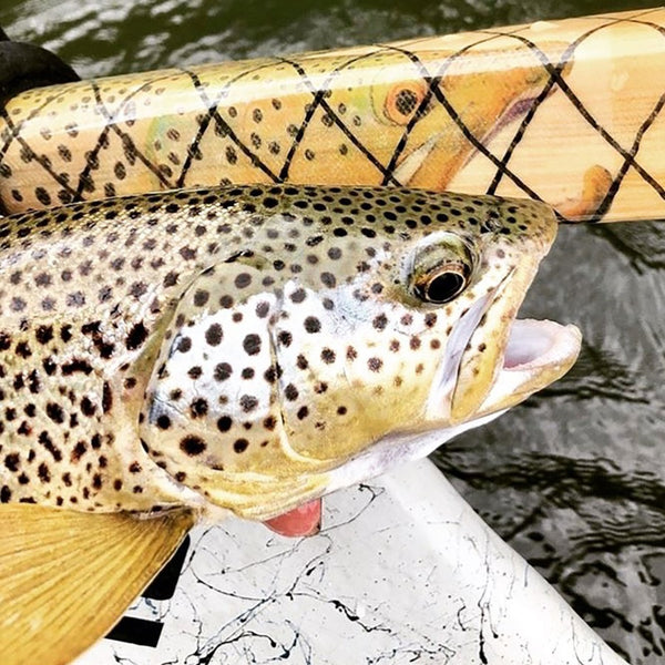 Brown trout next to the Sawyer Artisan Series SquareTop Oar with handle featuring brown trout artwork by Ty Hallock, with water drift boat behind.