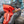 Person wearing waders sitting by a river with an orange Simms Rolltop Dry Creek Backpack.