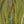 Spirit River UV2 Strung Saddle Hackle