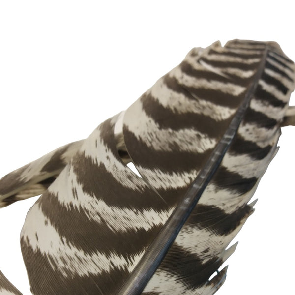 close up natural barred brown and white turkey quill wing feather 