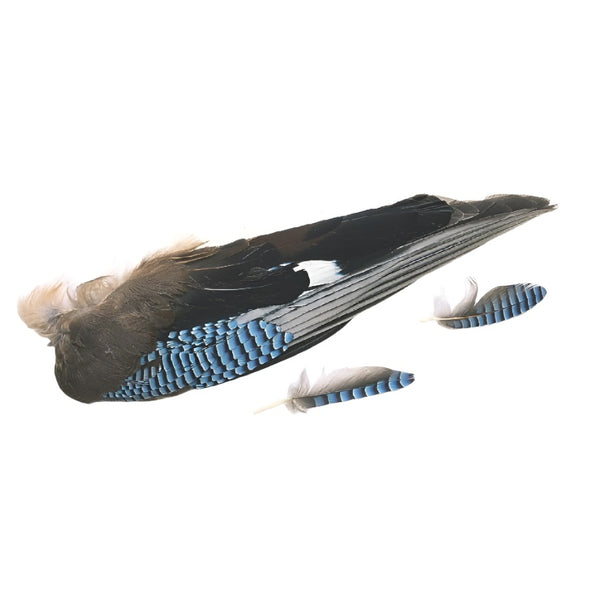 Veniard Blue Jay Wing Pair