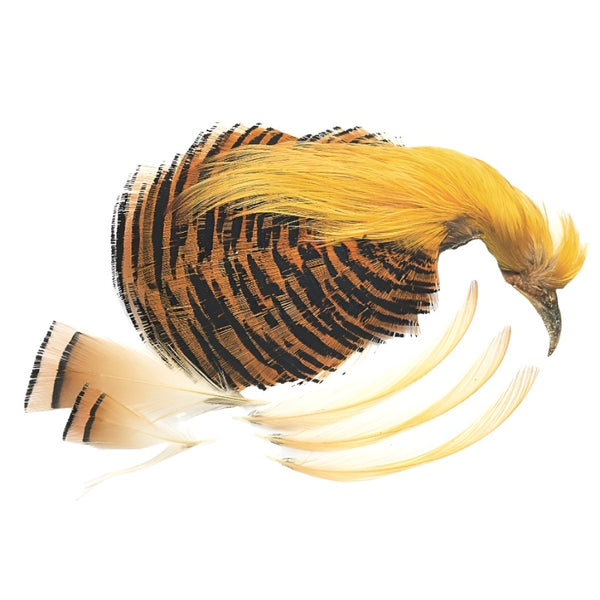 Veniard Golden Pheasant Head