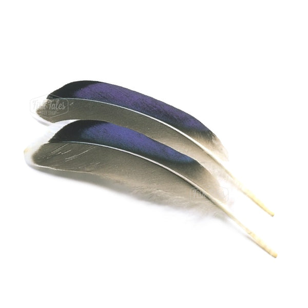 Veniard Mallard Duck Wing Quills Blue with White Tip