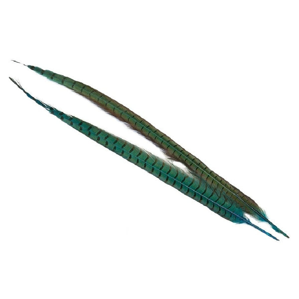 Two teal blue dyed Veniard Pheasant Center Tail feathers on a white background.