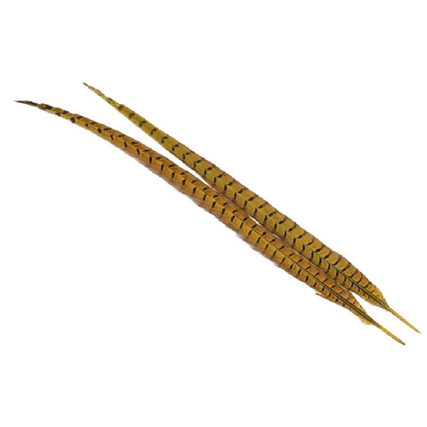 Two golden olive dyed Veniard Pheasant Center Tail feathers on a white background.