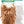 Whiting Farms Hebert Miner Hen Saddle
