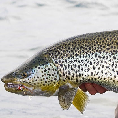 The World's Best Trout Destinations - An Evening with Jeff Currier - March 25, 2024