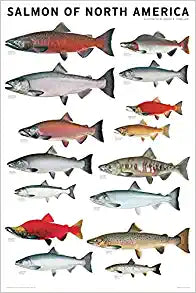 Salmon Of North America Poster by Joseph Tomelleri