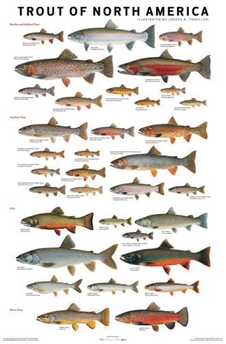Trout of North America Poster by Joseph Tomelleri